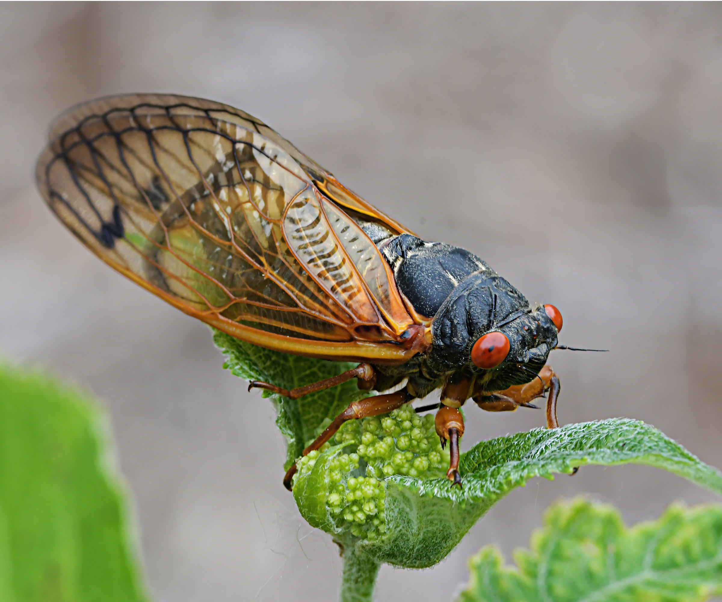 Cicada på plante
