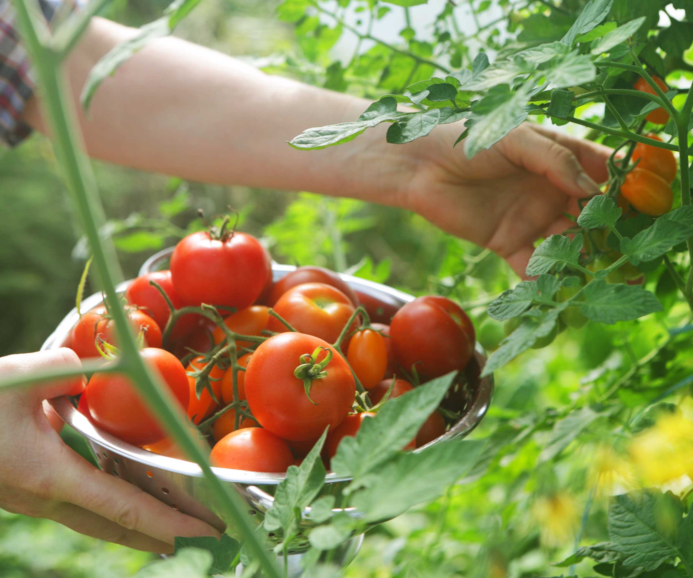 person som plukker tomater fra planten