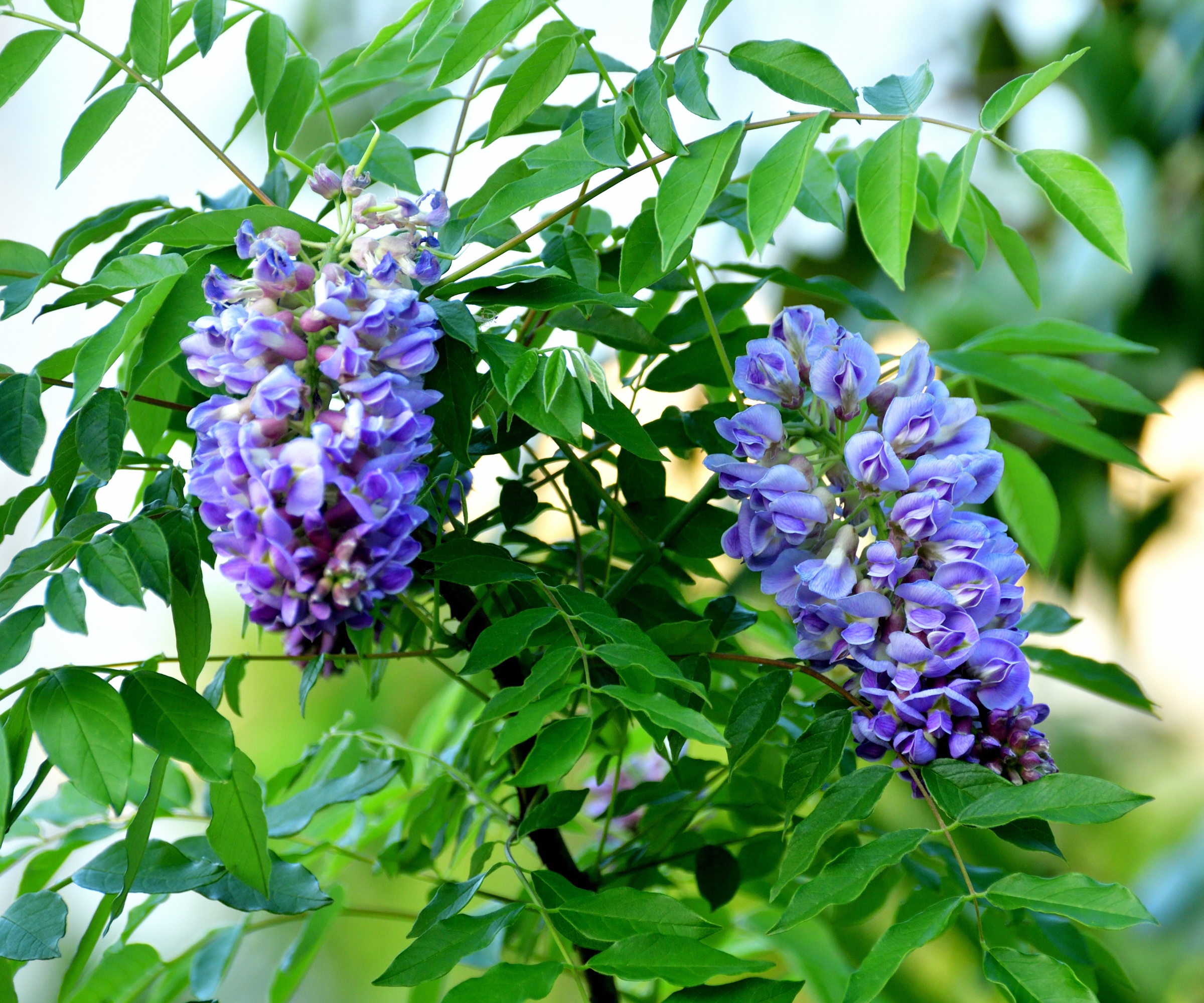 American Wisteria, Wisteria FRUTSCENS, med lilla blomster om våren