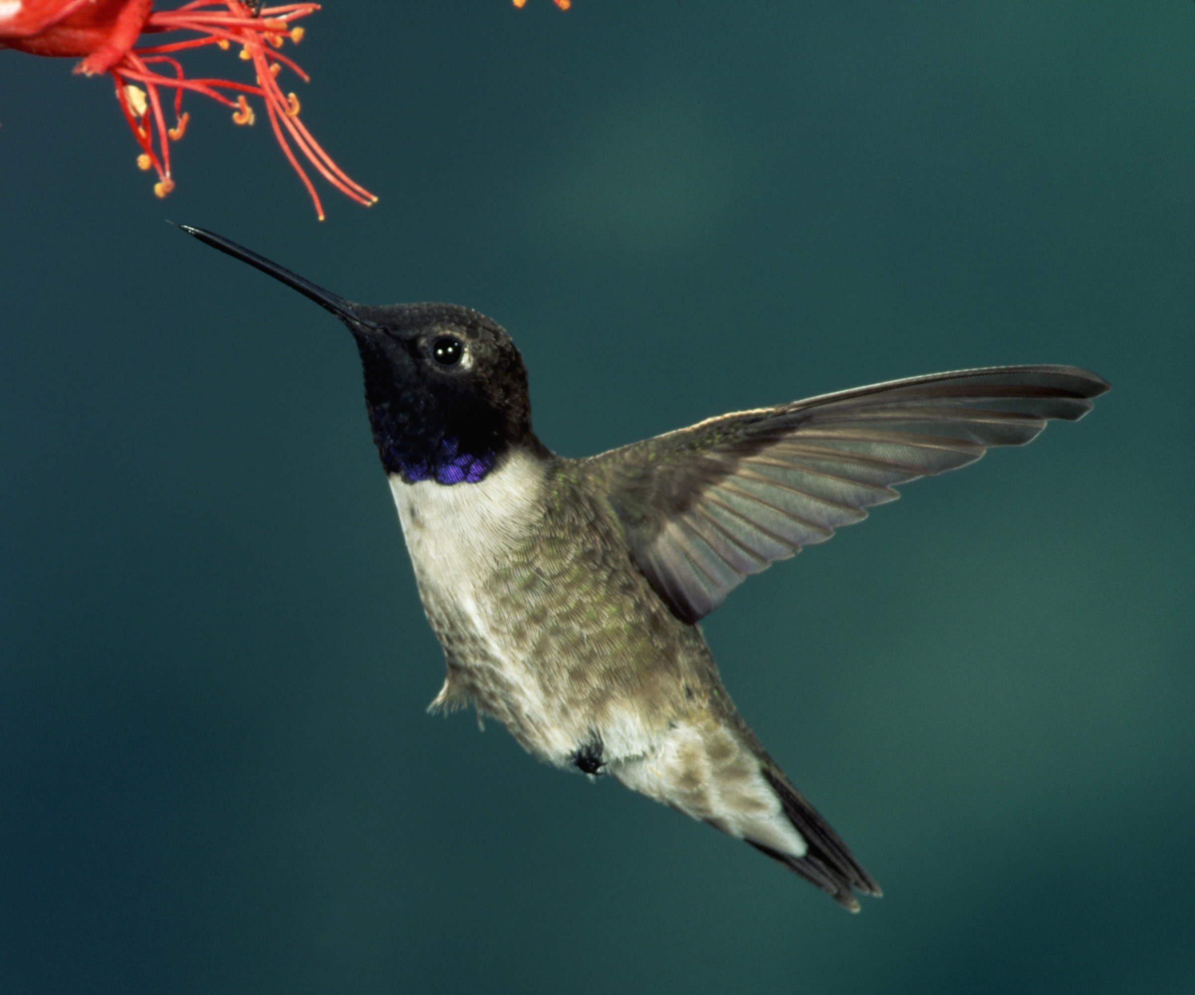 Black-Chinned Hummingbird som fôrer på nektar i en hage