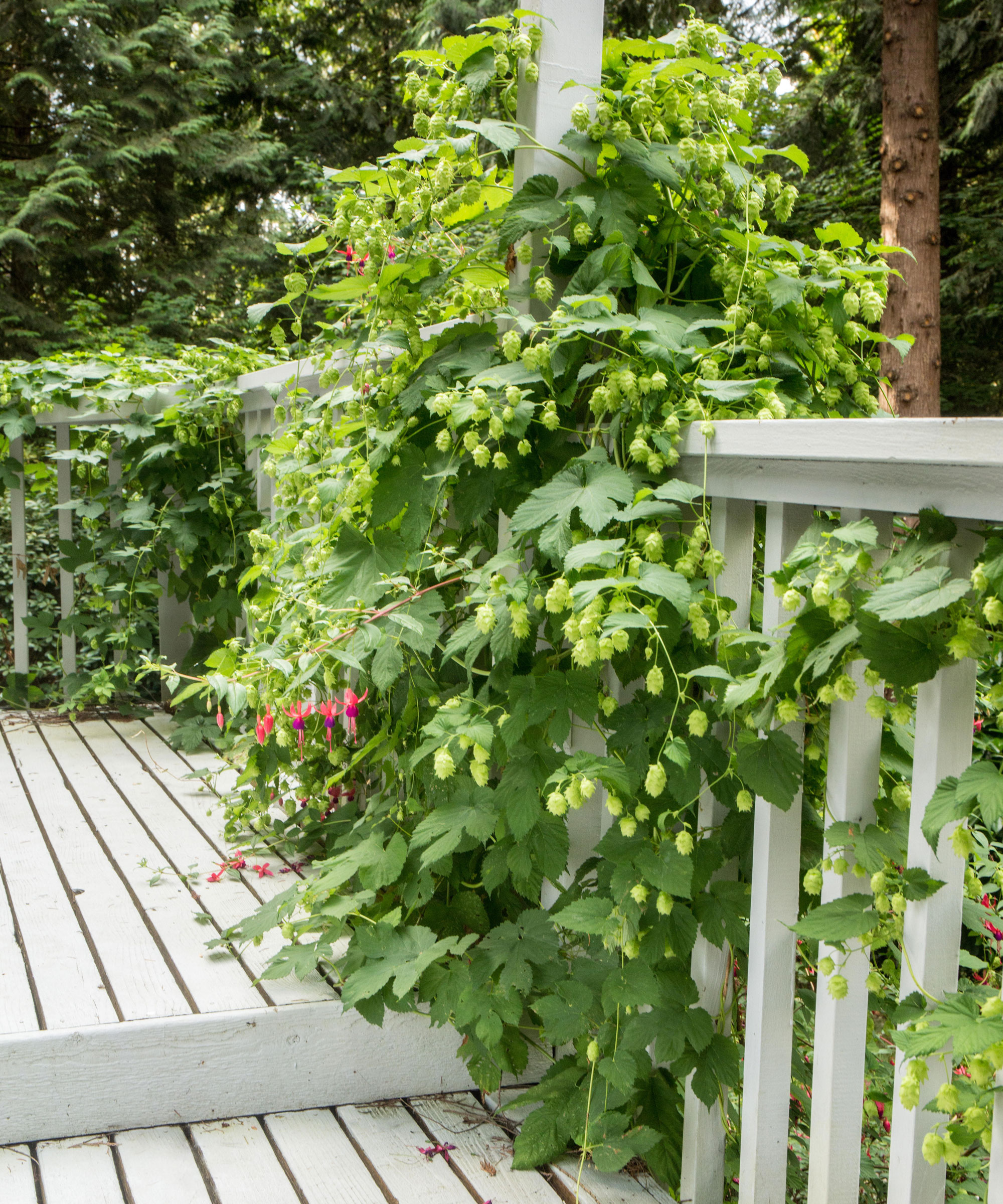 Hop Vine i verandaen Issaquah, Washington