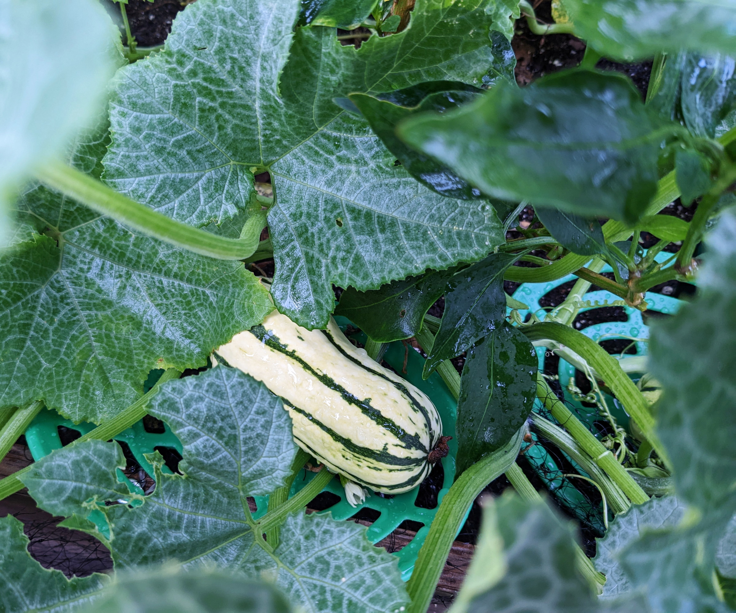 En delicata squash som vokser på en plante