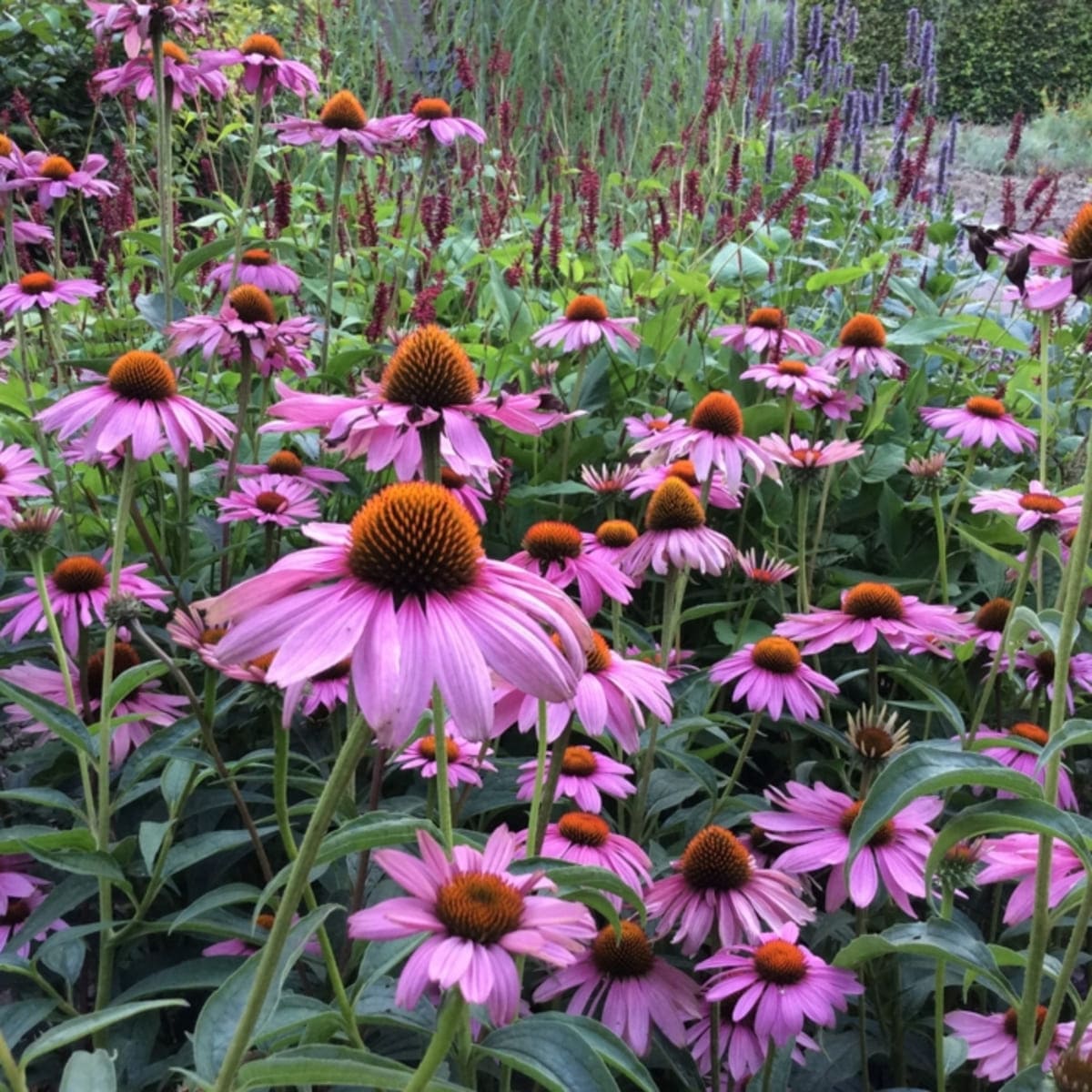 blomsterbed