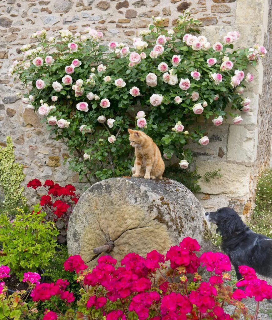 rosebusk