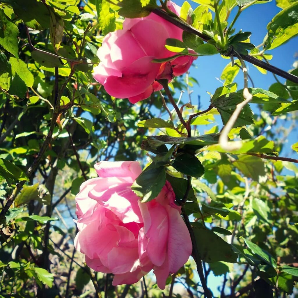 rosebusk