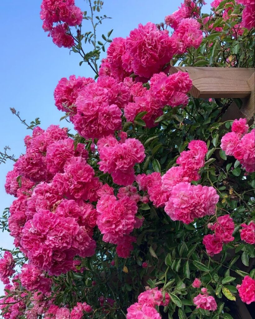 rosebusk