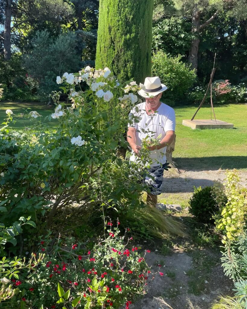 rosebusk