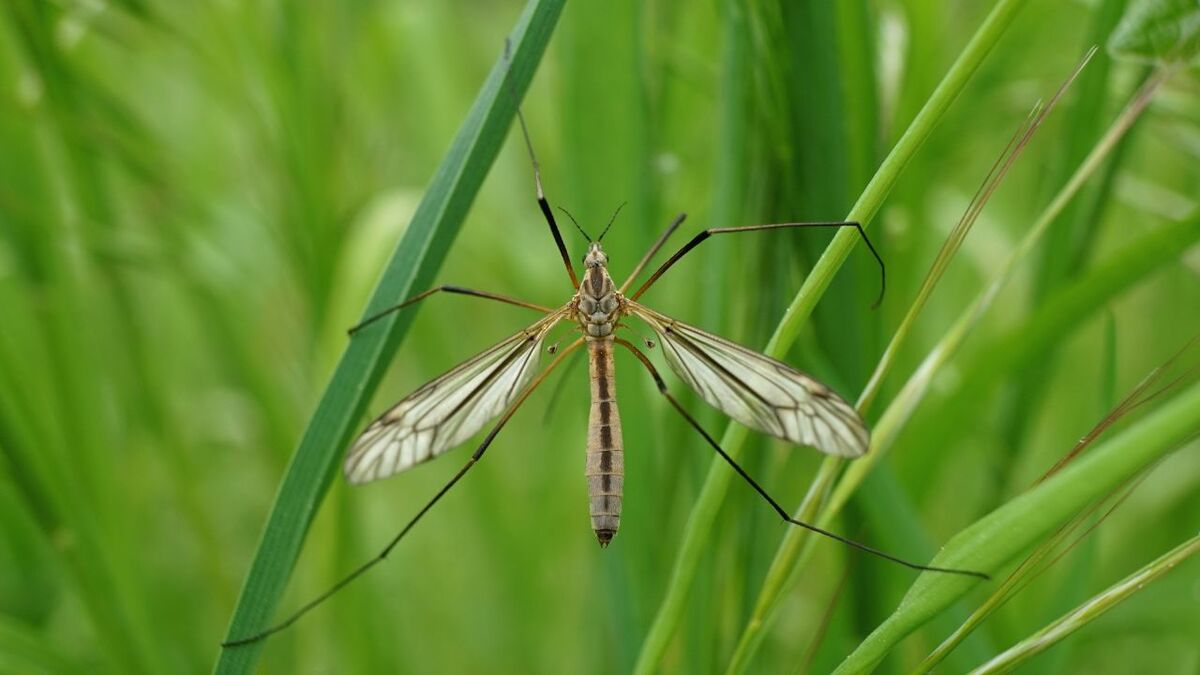 ufarlige parasitten